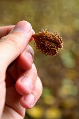 Beechnut in a hand
