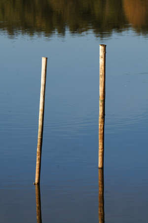 wooden beanpoles staying in a muddy pondの写真素材