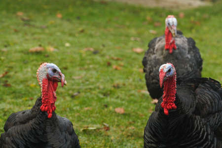 Turkeys waiting for christmas dinnerの写真素材