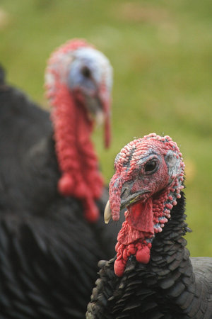 Turkey waiting for christmas dinner