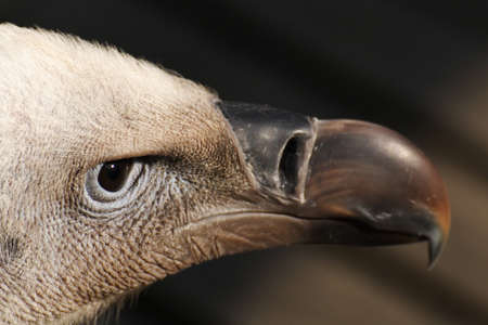 Beak of old world vultureの写真素材