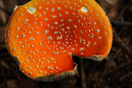 Dangerous fly agaric