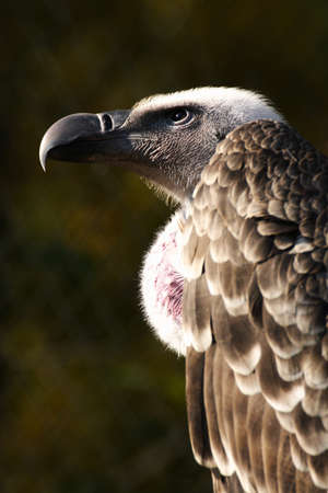 Profile of old world vultureの写真素材