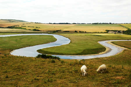 Sheep breeding in Englandの写真素材