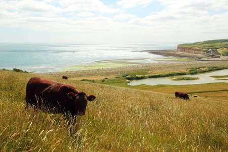 Cattle breeding in Englandの写真素材