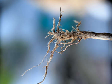 tree roots that have dried and turned brownの写真素材