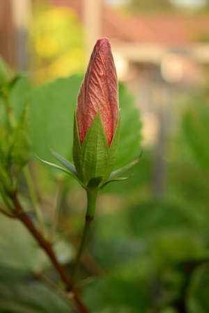 The buds of the hibiscus flower.の写真素材