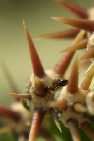 Insectの写真素材