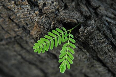 Leaveの写真素材