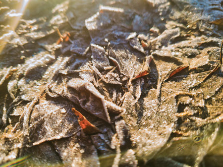 Frost Covered Autumn Leaves at Sunrise in Budapest Tihamer Utcaの写真素材