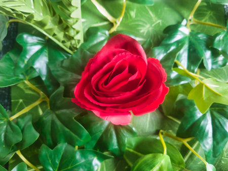 A vibrant red rose in full bloom nestled among lush green ivy leaves. This high-contrast floral composition captures the romantic essence of nature, perfect for seasonal or botanical themes.の写真素材
