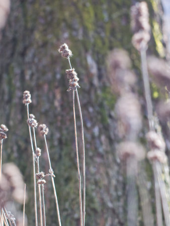 A bright and airy close up of slender branches with emerging buds captured in warm natural light...
