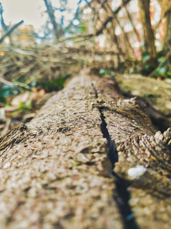 A ground-level perspective of a decaying fallen log featuring rough bark texture and a deep central...