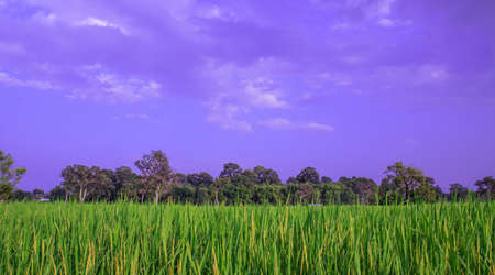 green paddy rice blue sky treeの写真素材