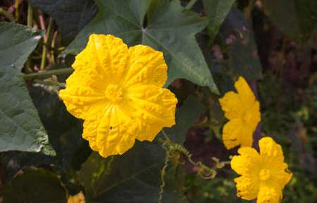 yellow pumpkin flower greenの写真素材