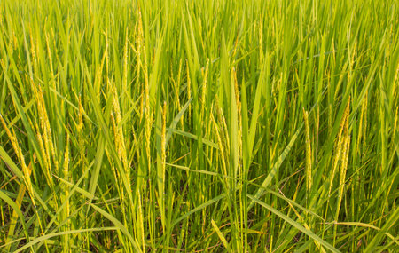 yellow rice paddy many moreの写真素材