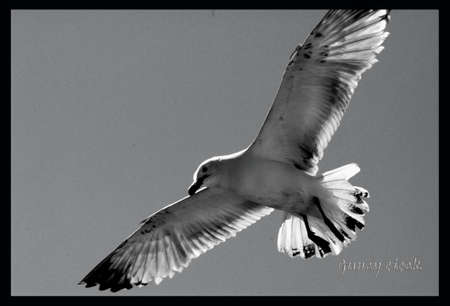 Reverse light gullの写真素材