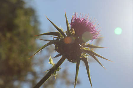 Thornの写真素材