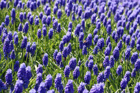 Lupine flowers Wonderful view of blurred buds in front. Hobbyistsの写真素材