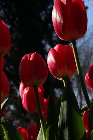 Lupine flowers Wonderful view of blurred buds in front. Hobbyistsの写真素材