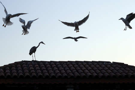 War ground wild birds and seagullsの写真素材
