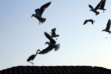 War ground wild birds and seagullsの写真素材