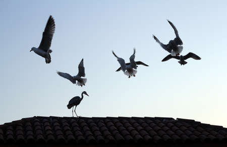 War ground wild birds and seagullsの写真素材