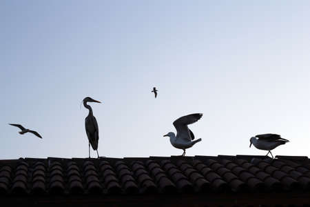 War ground wild birds and seagullsの写真素材