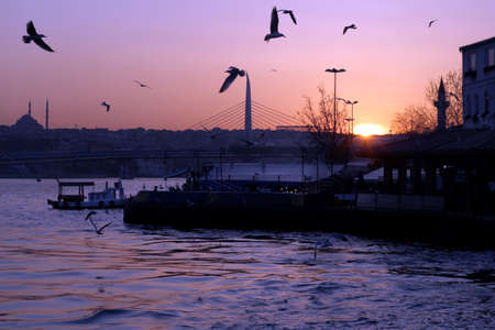 War ground wild birds and seagullsの写真素材