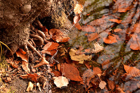 Autumn yellowed leavesの写真素材