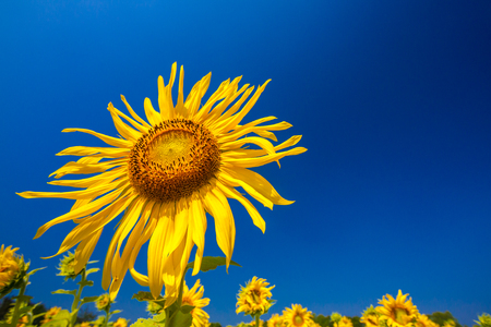 SUNFLOWERの写真素材