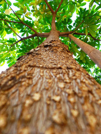 Miracle of the naturalの写真素材