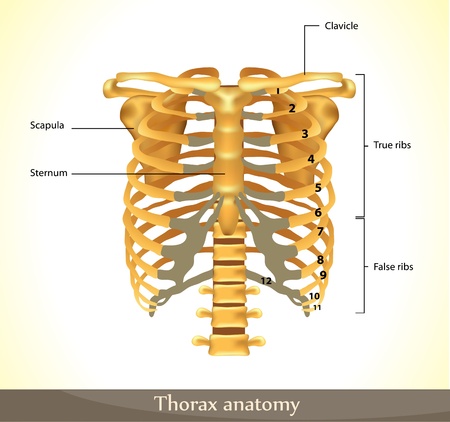 Thorax anatomyのイラスト素材