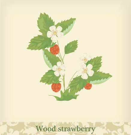 Wood Strawberry. Beautiful vintage colors.のイラスト素材