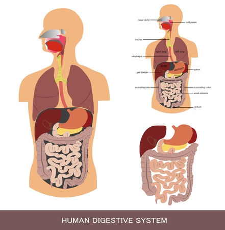 Digestive system, detailed medical illustration.のイラスト素材