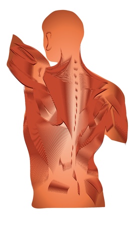 Human anatomy of Muscles  Detailed diagram of back muscles のイラスト素材