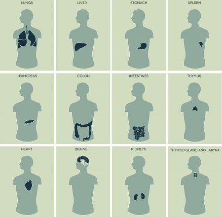 Human anatomy  Detailed diagram of various human organs  liver, heart, kidneys, lungs, colon, intestine, stomach, brains, etc  Can be used in the medical, genetic, pharmaceutical, science industries  のイラスト素材