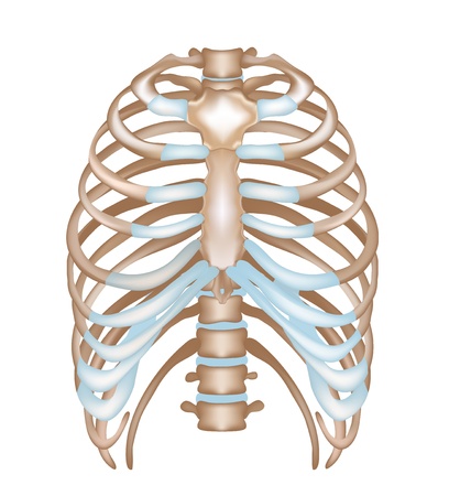 Thorax- ribs, sternum, vertebral column  Detailed medical illustration  Isolated on a white background のイラスト素材