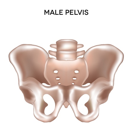 Male pelvis  Bones of the lower extremity  Detailed medical illustration  Isolated on a white background  Bright and clean design のイラスト素材