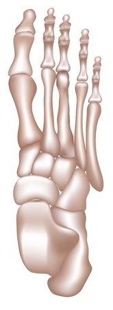 Bones of the lower extremity Bones of the tight foot  Detailed medical illustration  Isolated on a white background  Bright and clean design のイラスト素材