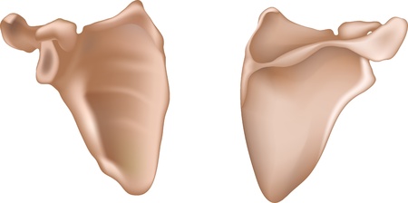 Shoulder blade  scapula   Detailed medical illustration from in front and behind  Isolated on a white background のイラスト素材
