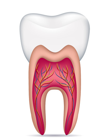 Healthy white tooth illustration, detailed anatomy. Isolated on a white background.のイラスト素材