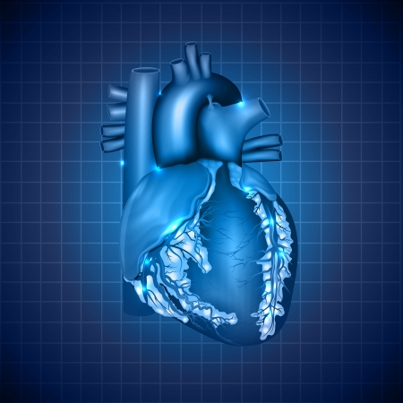 Human heart medical illustration, detailed anatomy, abstract blue designのイラスト素材