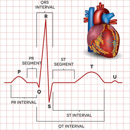 Human heart normal sinus rhythm and human heart detailed anatomy. Medical illustration.のイラスト素材