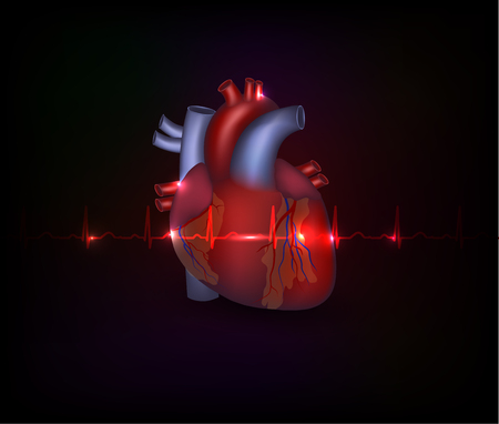 Beautiful cardiology poster, heart illustration and normal cardiogram on a dark backgroundのイラスト素材