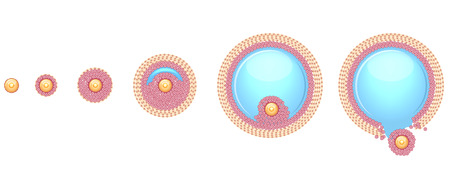 Ovulation process step by step  Ovum is released from the ovarian follicles のイラスト素材