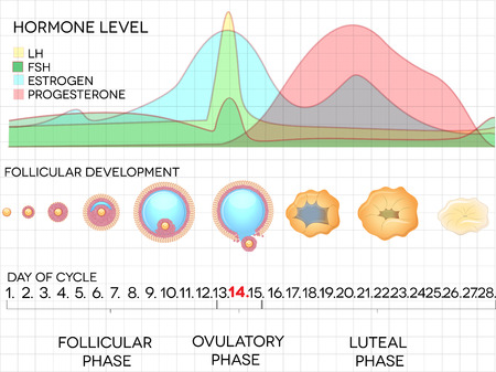 Female menstrual cycle, ovulation process and hormone levels, detailed medical illustration のイラスト素材