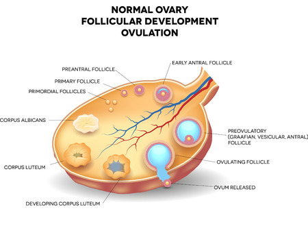 Normal ovary, follicular development and ovulation. Ovum is released from the ovarian follicles.のイラスト素材