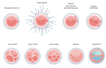 Fertilised cell development. Stages from fertilization till morula cell.のイラスト素材