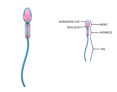 Male sperm detailed diagram. Isolated on white.のイラスト素材